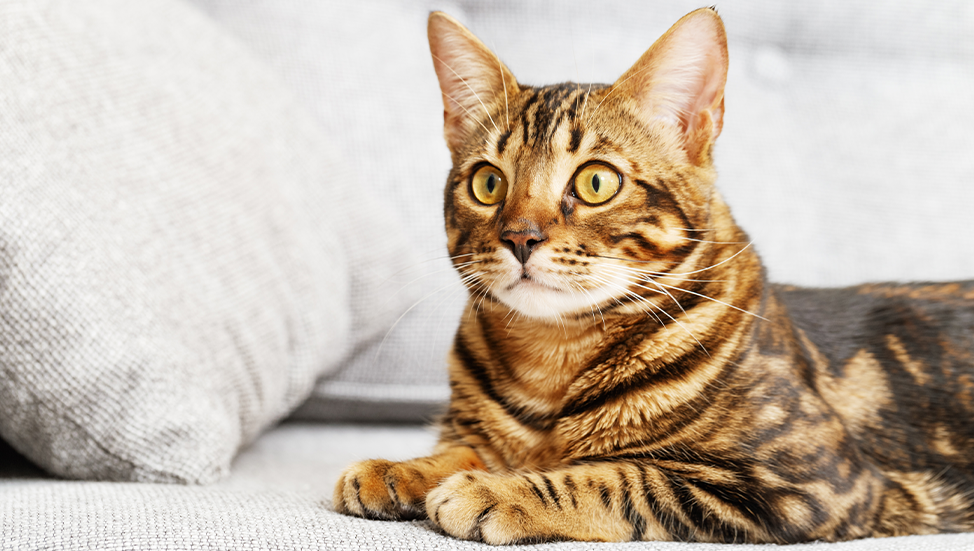 Ask Dr. Jenn: Do indoor cats need regular vet visits?